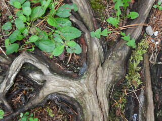 Details of a spruce root - Détails d'une racine d'épinette
