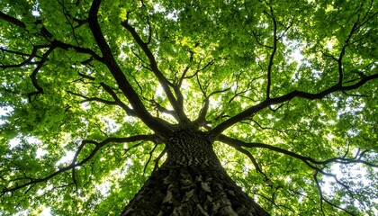 Naklejka premium A view looking up at a large tree with bright green leaves creating a canopy against the sky