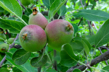 Tiny Apple Trio 03