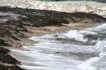 Seagull gazing at the horizon on a seaweed-covered beach - Mouette regardant à l'horizon sur une plage recouverte d'algue