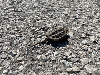 Close-up of a young snapping turtle on a tarmac road - Gros plan d'une jeune tortue serpentine sur une route goudronnée