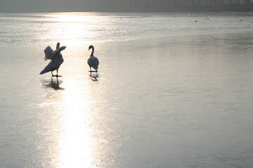 Pair of swans spreading their wings in the sun on a frozen lake - Couple de cygne étendant leurs ailes au soleil sur un lac gelé