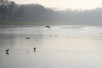 swans and ducks on a frozen lake