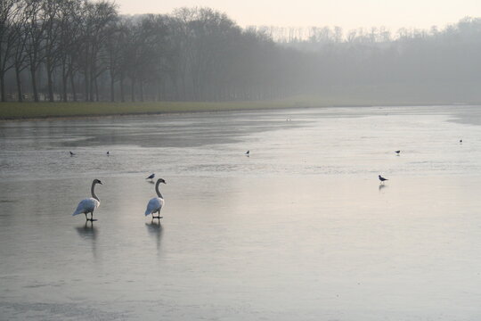 swans and ducks on a frozen lake - Powered by Adobe