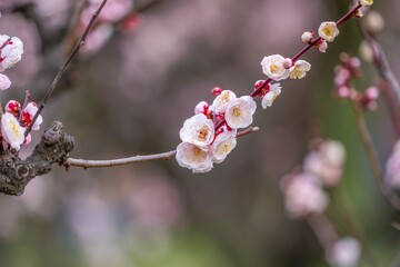 ひっそりと咲く満開の淡いピンクの梅の花