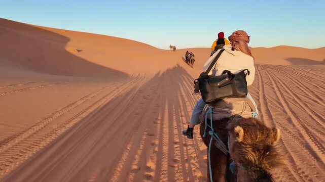 Camel caravan treks through sand dunes under clear skies in Merzouga desert, Morocco at sunrise