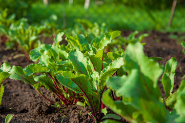 Healthy beetroot plants thrive in fertile soil under the warm sun, showcasing their lush green leaves and rich colors