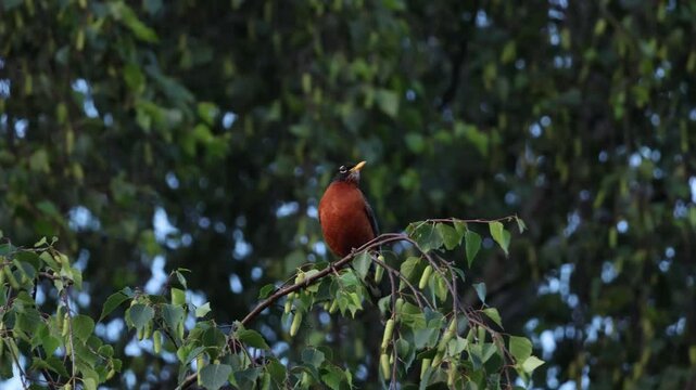 american robin chirps away on a swaying branch in wind
