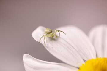 White Spider on Daisy 02