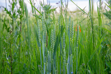 Tall wheat stalks surrounded by vibrant green grass show healthy growth in a sunny field during midday hours