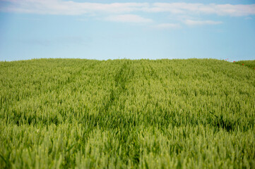 A vast wheat field displays vibrant green stalks reaching skyward beneath a clear blue sky, capturing the essence of summer’s warmth