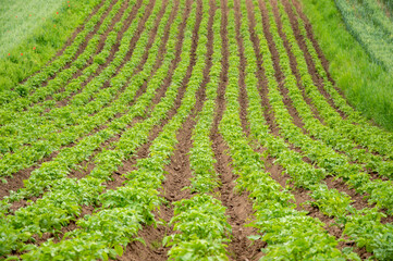 Lush green potato plants grow in neat rows across the field under a clear sky, showcasing vibrant...