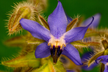 Borage Blue Star Flower 01
