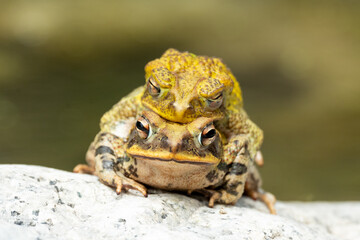 rana