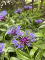 Close-up of knapweed flowers - Gros plan sur des fleurs de centaurée jacée