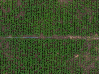 Top view of row of cassava tree in field. Growing cassava, young shoots growing. Aerial view of...
