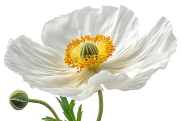Delicate White Poppy Flower with Yellow Stamens on a Transparent Background