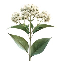 Smooth Hydrangea Flowers with Green Leaves Isolated on White Backdrop
