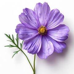 Cosmos Flower Periwinkle with Yellow Center & Green Stem on White Background