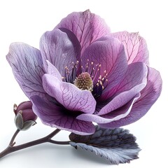 Purple Magnolia Blossom with Bud and Leaf on White Backdrop Floral Beauty
