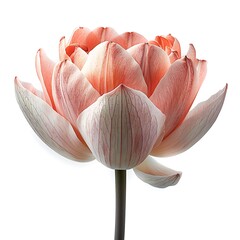 Detailed Lotus Flower with Pink Veins on Petals Isolated on White Background