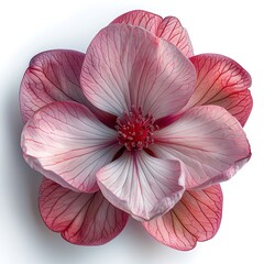Elegant Red Veined Petal Flower with Detailed Texture on a White Background