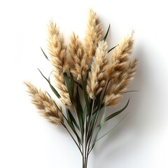 Pampas Grass Plumes with Green Stems Bouquet on White Background, Minimalist Style