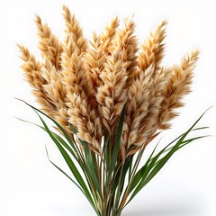 Beige Wheat Stalks with Lush Green Leaves Isolated on a Clean White Backdrop