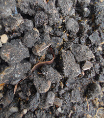 Close-Up of Asphalt Gravel and Organic Debris