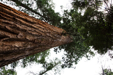 Looking Up At Top Of Tall Tree Calaveras California