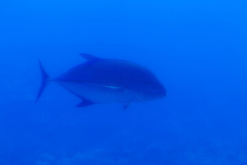 Underwater Shot Of Fish Seen Through Window Of Tourist Submarine