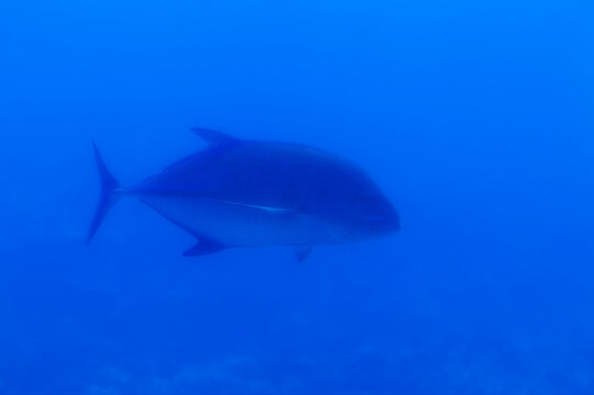 Fototapeta Underwater Shot Of Fish Seen Through Window Of Tourist Submarine