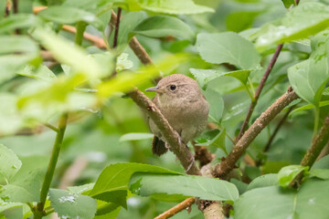 bird on a branch