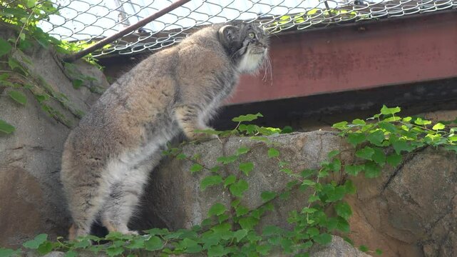The Pallas's cat (Otocolobus manul), also known as the manul