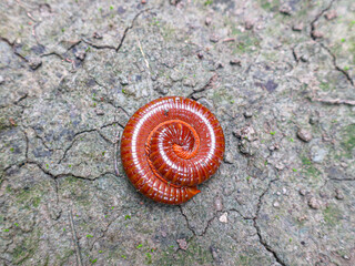 Millipedes, luing, luwing, or keluwing (Trigoniulus corallinus) that curl up on the ground