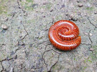 Millipedes, luing, luwing, or keluwing (Trigoniulus corallinus) that curl up on the ground