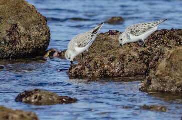 AVES LIMÍCOLAS