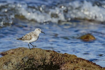 AVES LIMÍCOLAS