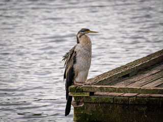 Australasian Darter Perched On Edge Of Mossy Doc