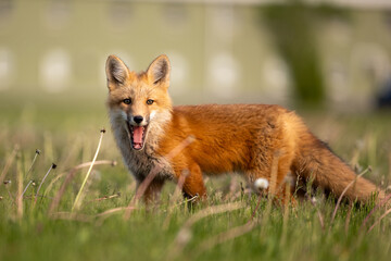 Fox in field 