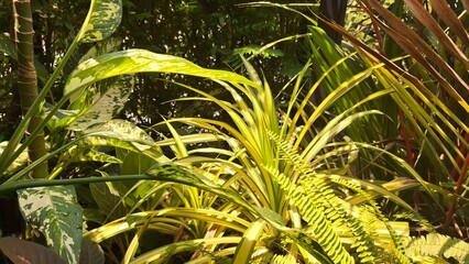 Sunlit Tropical Foliage Dancing in a Lush Green Garden