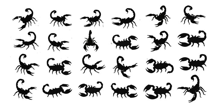 Scorpion vector design with black and white reptile silhouette in tattoo style illustration