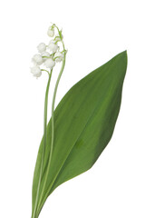 Beautiful fragrant lily-of-the-valley flowers isolated on white