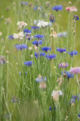 Blue and purple flowers