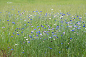 field of flowers