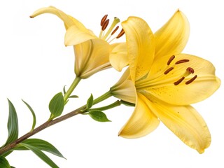 banana on white background