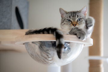 キャットタワーでくつろぐ猫