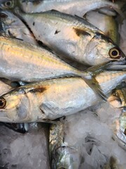 Fototapeta premium Fresh catches, glistening scales, and the icy chill of the market. A symphony of seafood. 