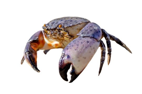 Florida stone crab (Menippe mercenaria) cropped out against a transparent background. Clipped from my original photo and isolated as a transparent PNG asset for your design projects.