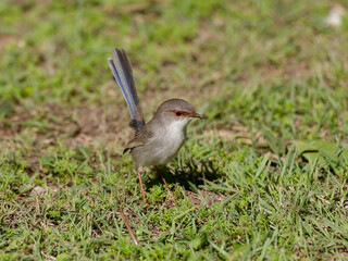Juvenile Superb Fairywren (Malurus cyaneus) standing on green grass lawn.